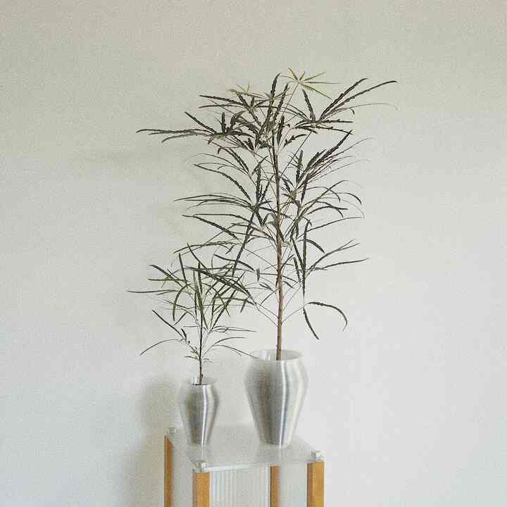 アラレア・グリーンエレガンス(L) clear pot. 植木鉢セット