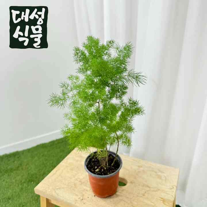 アスパラガス・ミリオクラダス