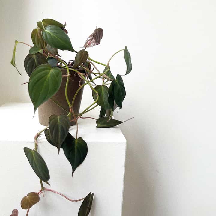 フィロデンドロン・ミカンス