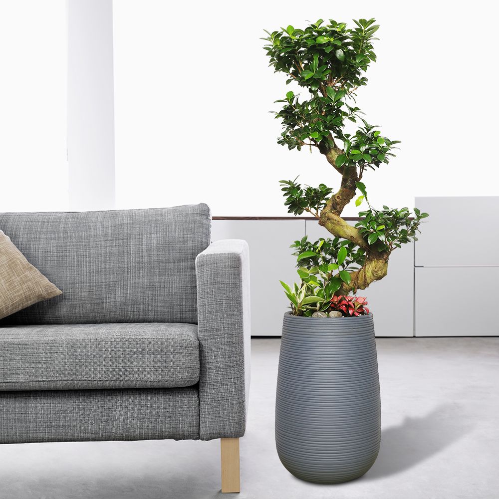 사구플라워 개업화분 : 가지마루 회색원형_115cm내외 : 사무실 개업 이전 집들이 인테리어