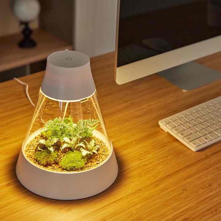 DIY苔テラリウムキット［3種］