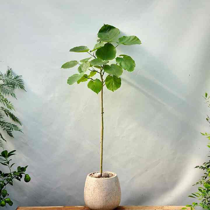 フィカス・ウンベラータ