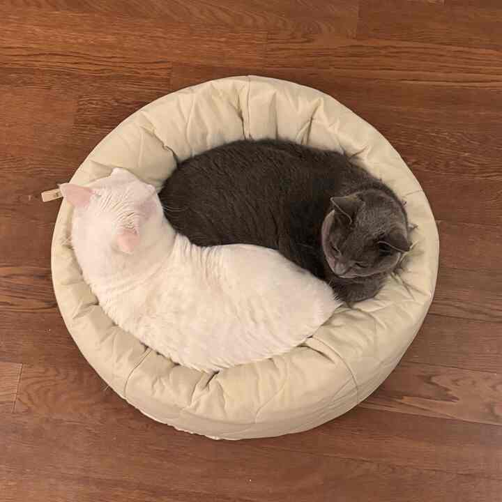 ネコ キルティング ビーンバック