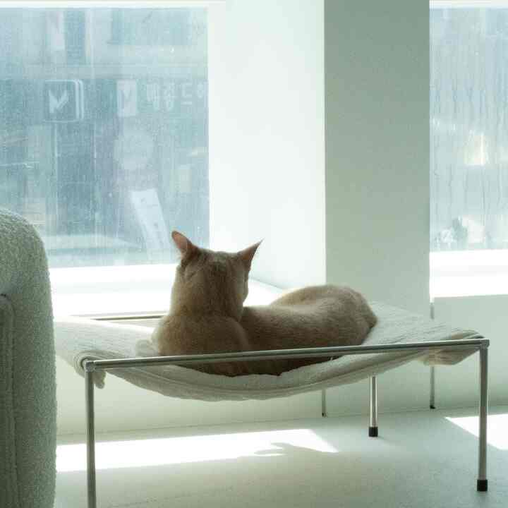 365 Day 猫 ハンモック