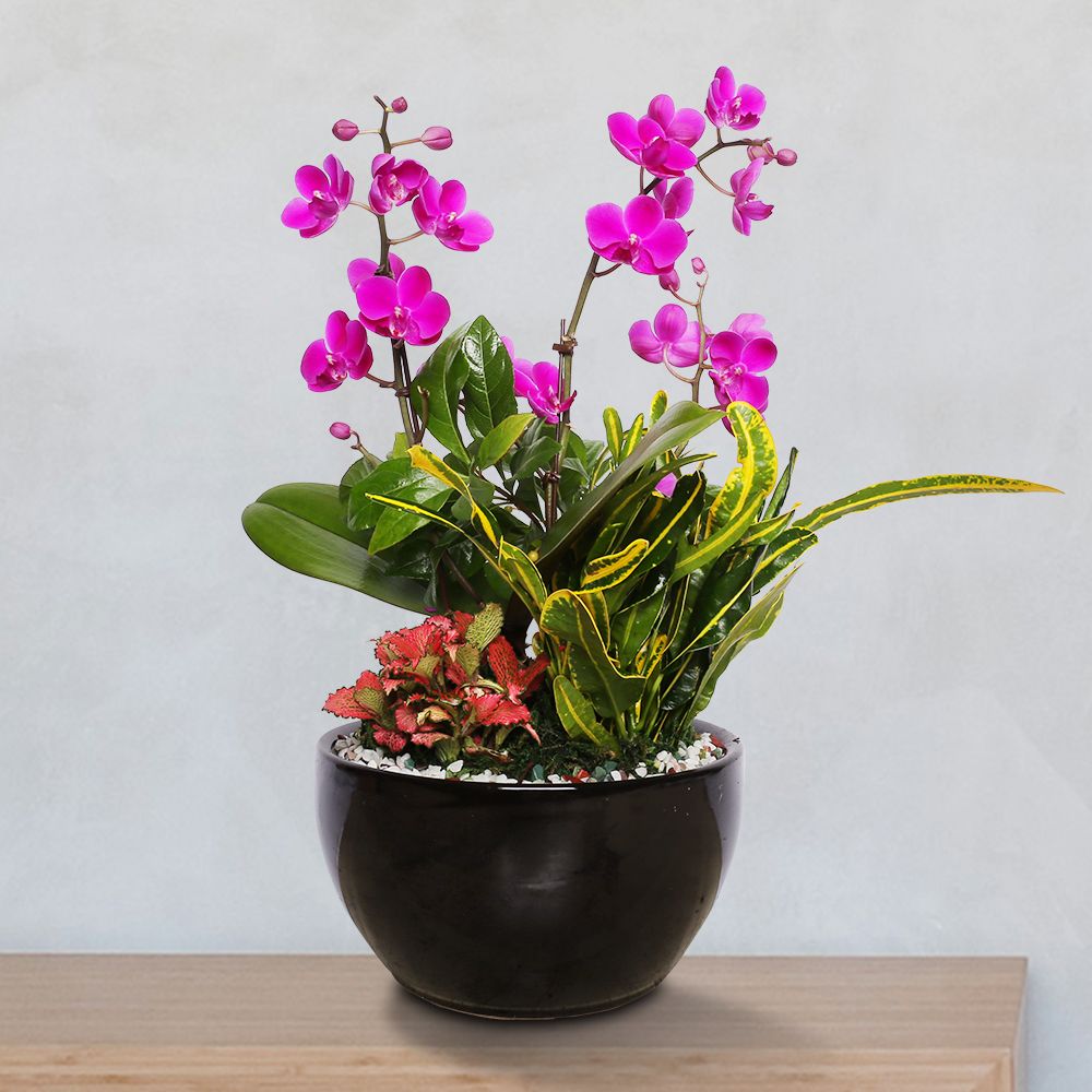 [오늘출발] [신상품] 사구플라워 서양란 선물 (만천홍 검정원형 h-0446) 승진 취임 영전 인사이동 개업화분