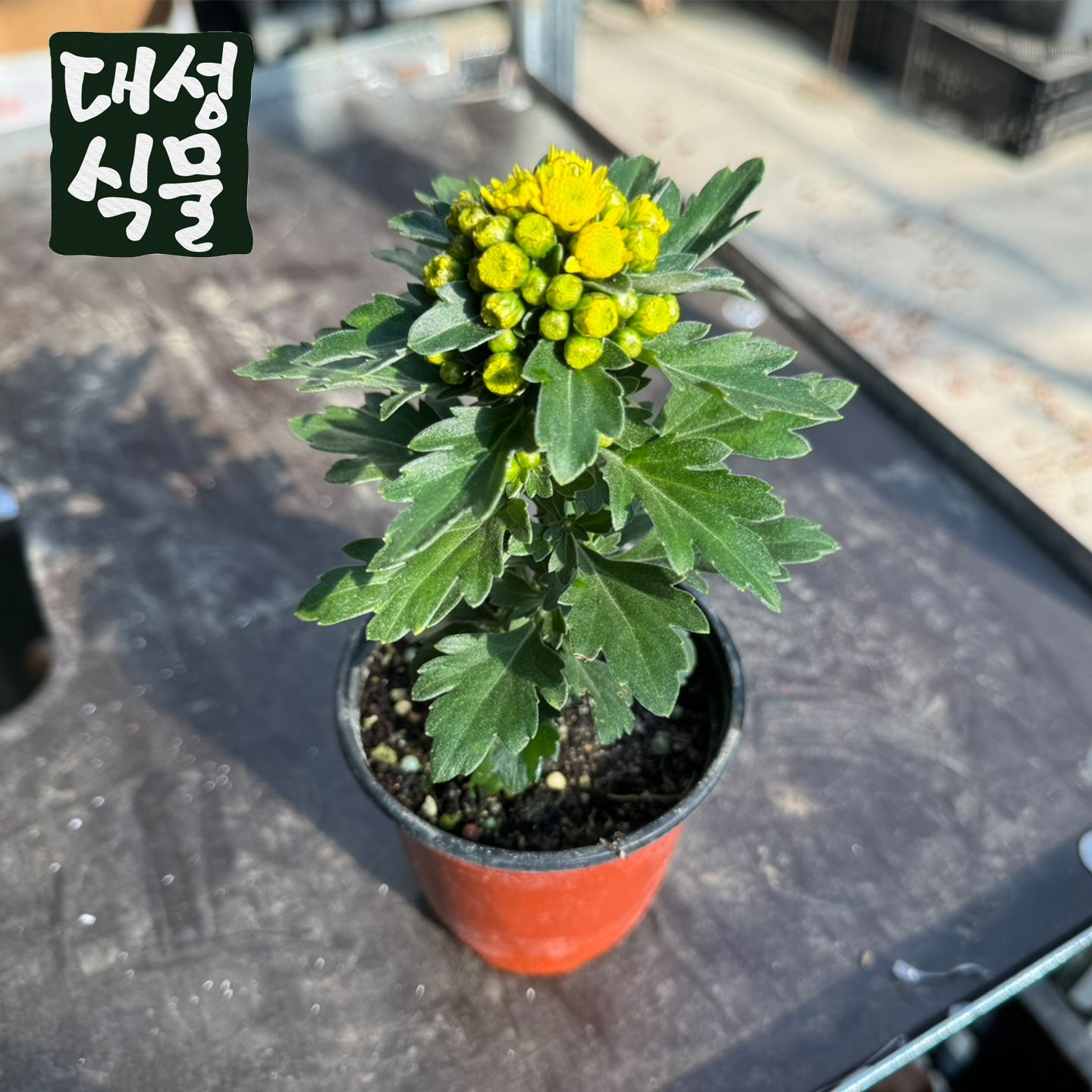 대성식물 갯국 10cm 갯국화 독일국화 야생화 가을꽃 모종 다년생 노란꽃 해국