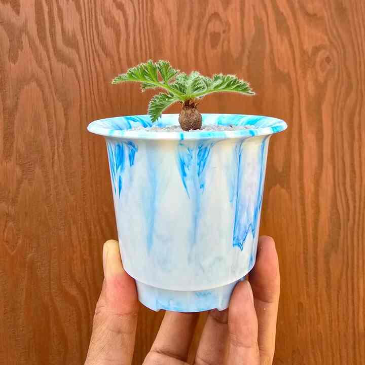 ペラルゴニウム アッペンディクラツム