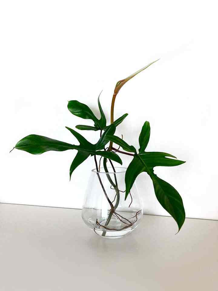 フィロデンドロンフロリダビューティー