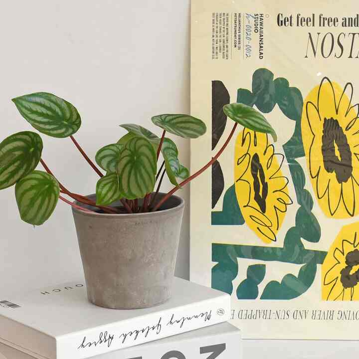 イヴ バソ セレオポット イタリア製 植木鉢［2色・3サイズ］