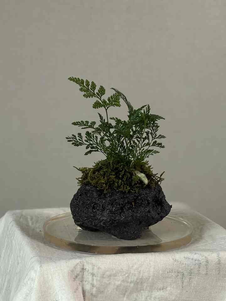 火山石 育てやすいデスクインテリアグリーン［5種］