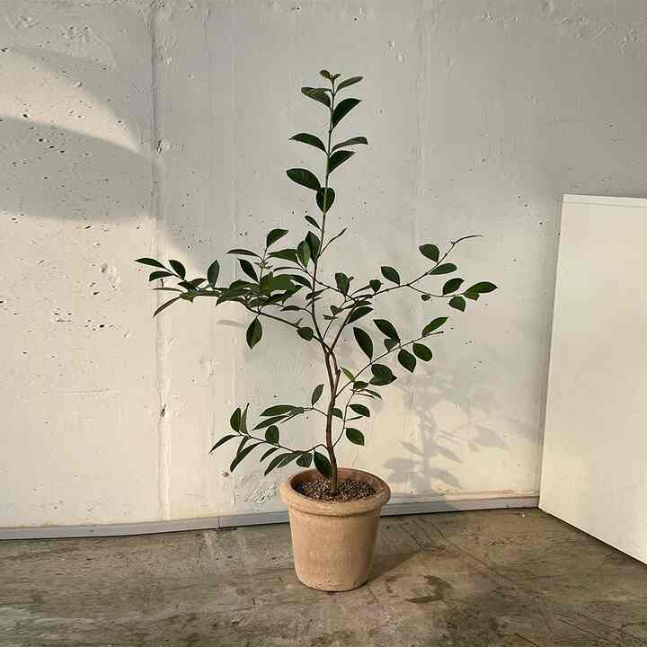 グァバの木 80-100cm