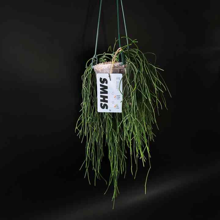 リプサリス ハンギングプラント