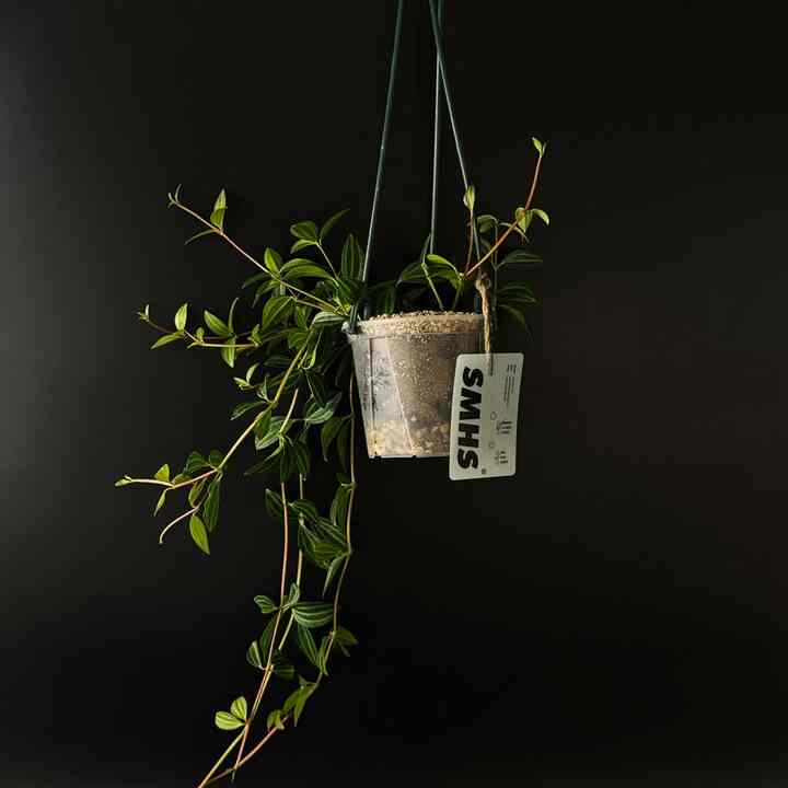 ペペロミア・ジュリア 透明ポット付き