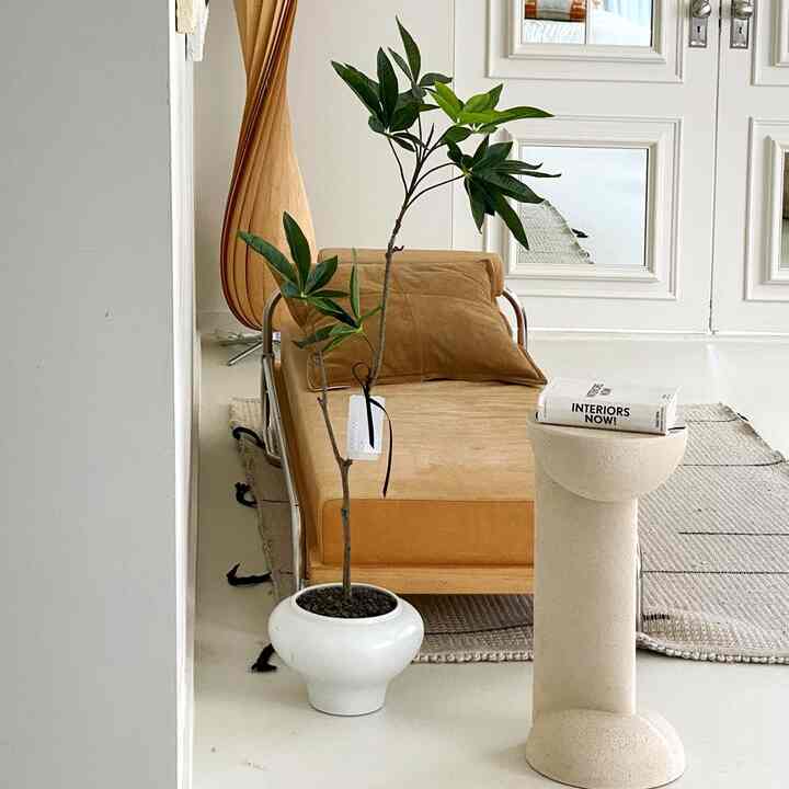 REAL PLANT パキラ