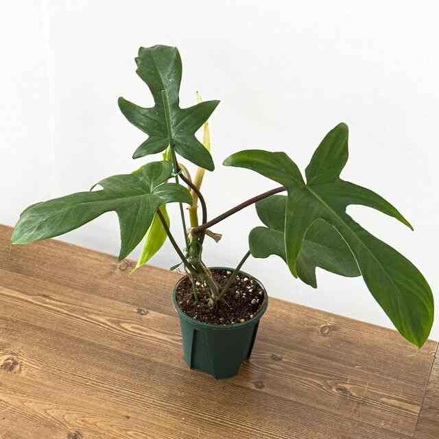 フィロデンドロン・セローム