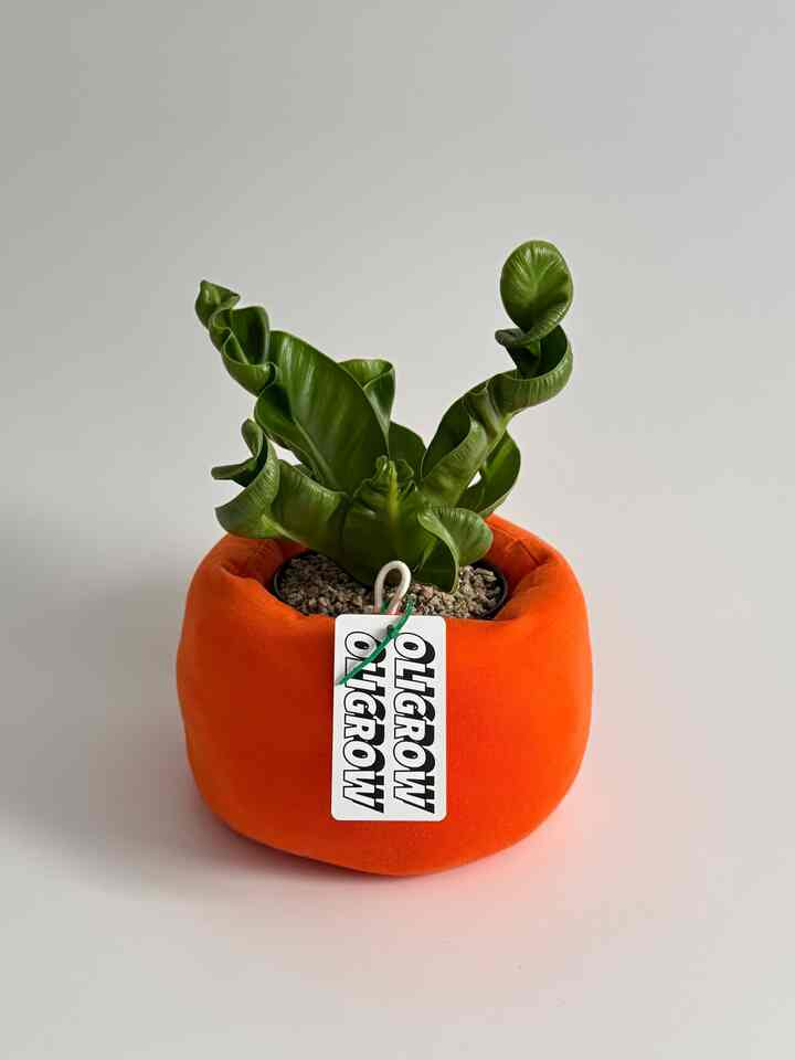 アスプレニウム・コブラ