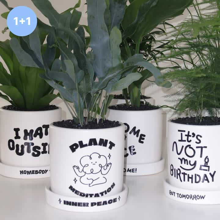 レタリングメッセージ入り 空気清浄効果 植物＆鉢