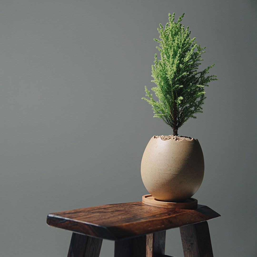 펫플랜트 율마 깨진타조알 화분