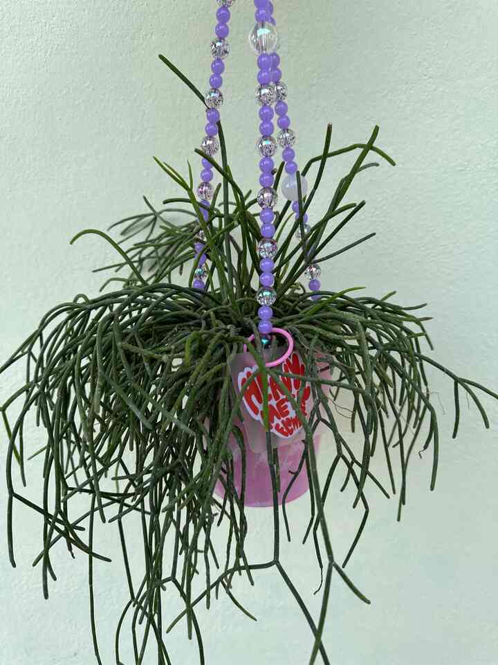 リプサリス ピンク HEAVYMETAL ビーズハンギングプラント