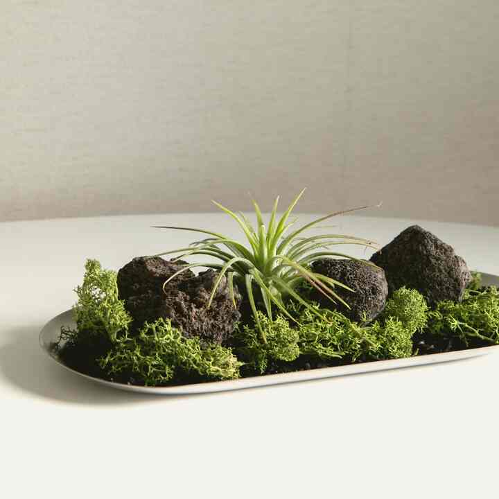 イオナンサ MOSS tray オブジェ ギフトセット［2種］