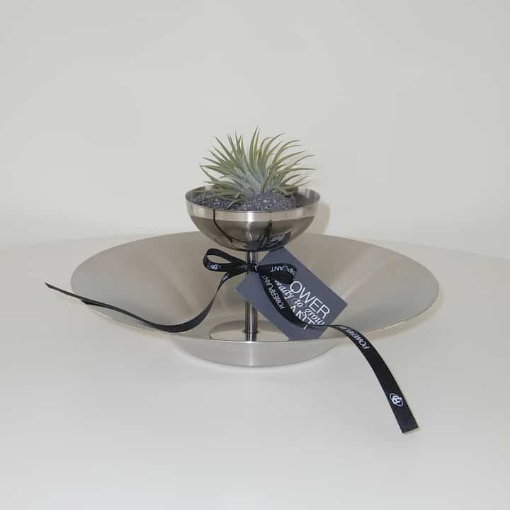 ティランジア・イオナンタ&ゴブレット［2種］