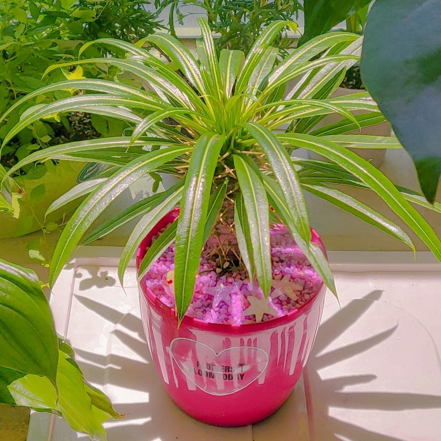 오늘꽃이피다 파키포디움 라메리 선인장