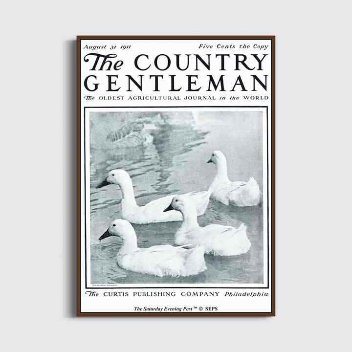 SEP Framed ポスター Ducks in Pond