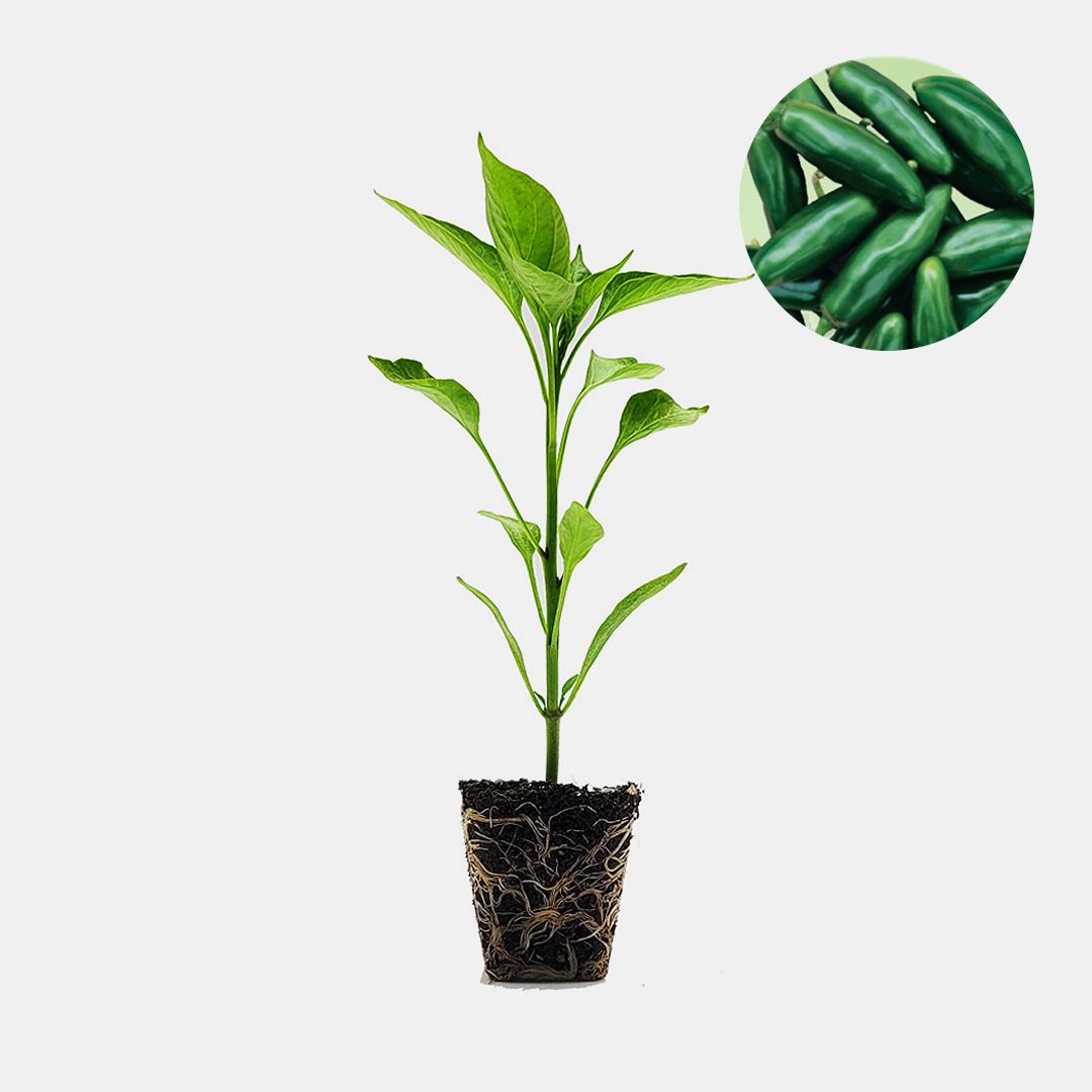 마이플랜트 할라피뇨 매운맛 1개 매콤한 멕시코 고추 모종 텃밭 채소 튼튼한 모종