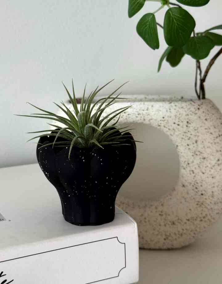 ティランジア・イオナンタ＆ホルダー［3色］