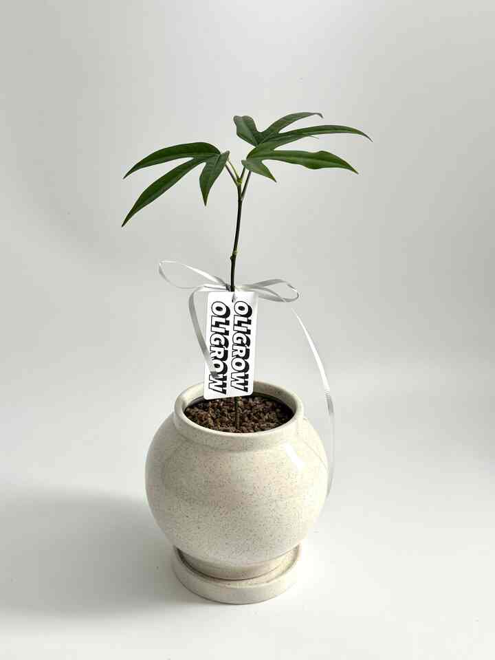 ミニ カクレミノ＆ムーンジャー 植木鉢