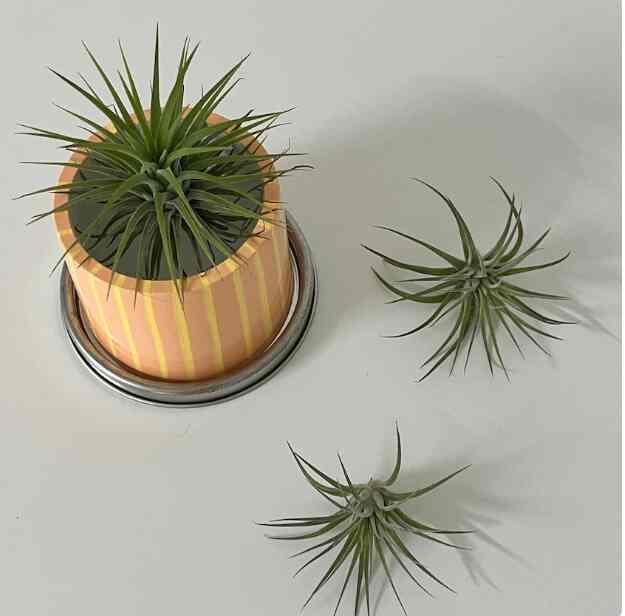 PAINTING POT オレンジ ストライプ ポット（イオナンサ付き）