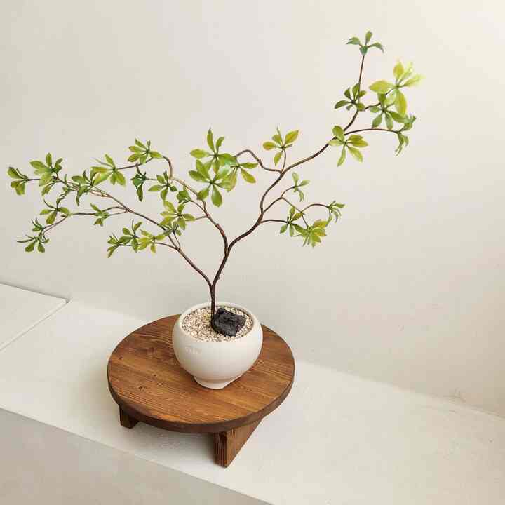 ハクチョウゲ, ビカクシダ 造花