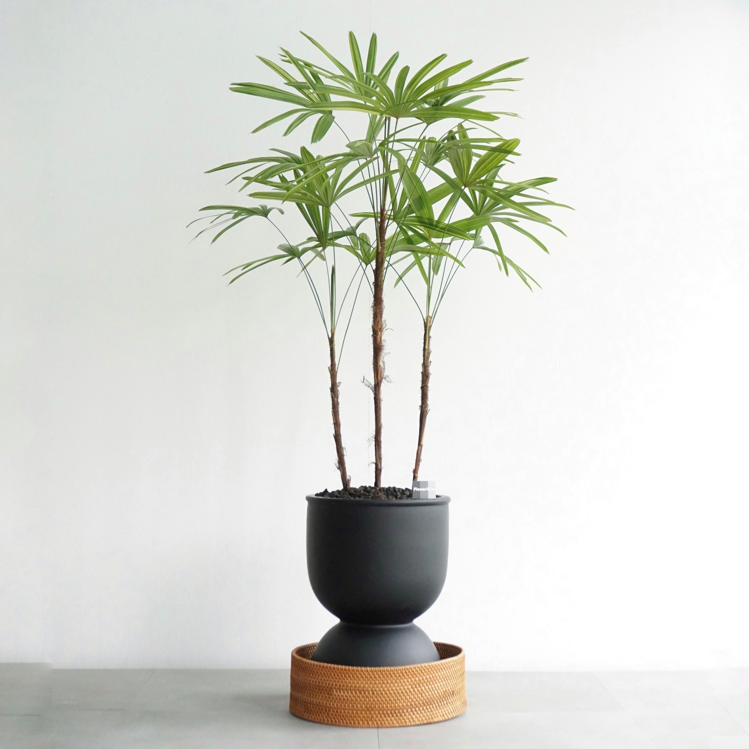 플라워바인 서황금 MB-2 무광 블랙 라탄 커버 화분 무늬관음죽 대형화분 공기정화식물