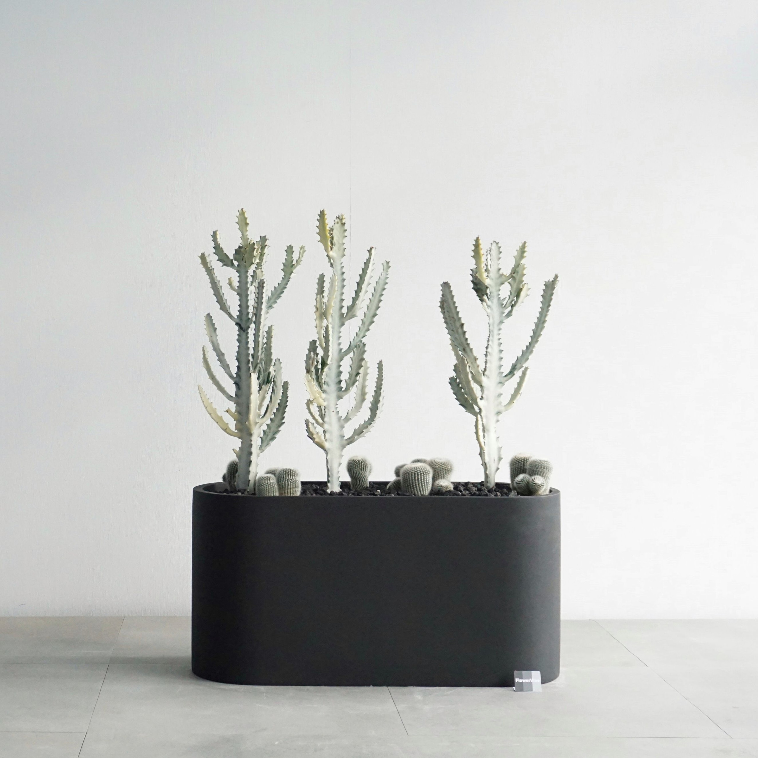 플라워바인 유포르비아 화이트 고스트 & 백소정 선인장 블랙 일자형 플랜트박스 인테리어화분
