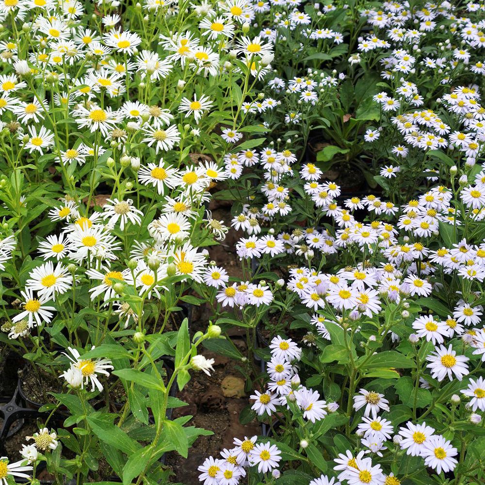 초선지 국야 백해 백파 해국 좀개미취 국화