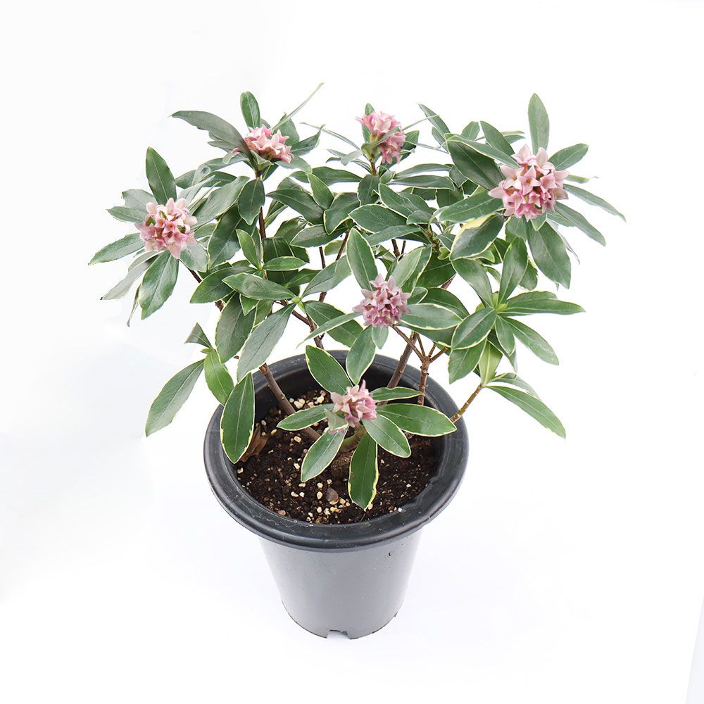 갑조네 천리향 나무 화분 묘목 대품 외목대 서향나무 향기나는꽃 겨울꽃