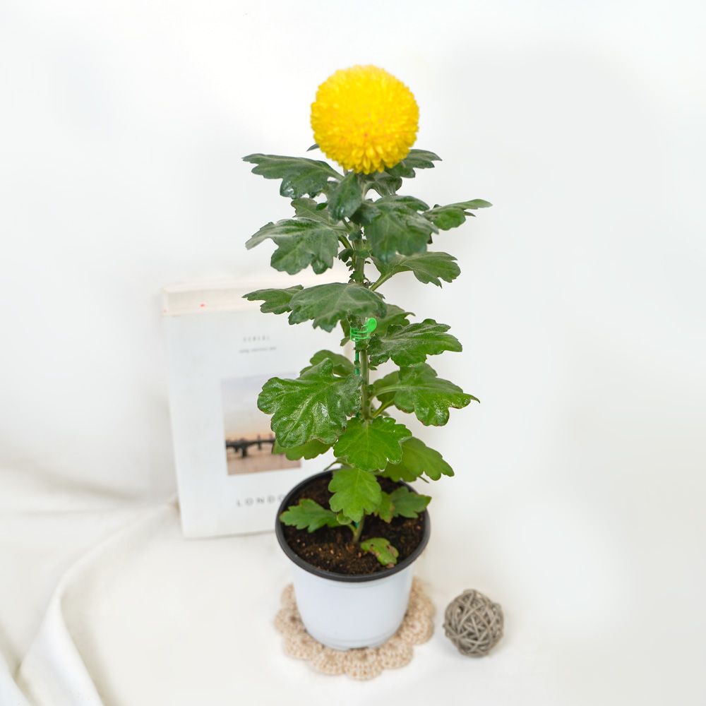 갑조네 폼폰국화(미니중품) 폼폼 퐁퐁 소국 노지월동 가을꽃 가을국화 베란다 정원 다년생