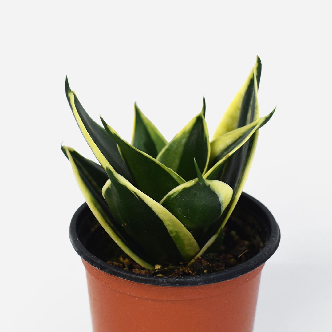 마이플랜트 산세베리아 하니 싱그러운 소형 공기정화 식물 모종