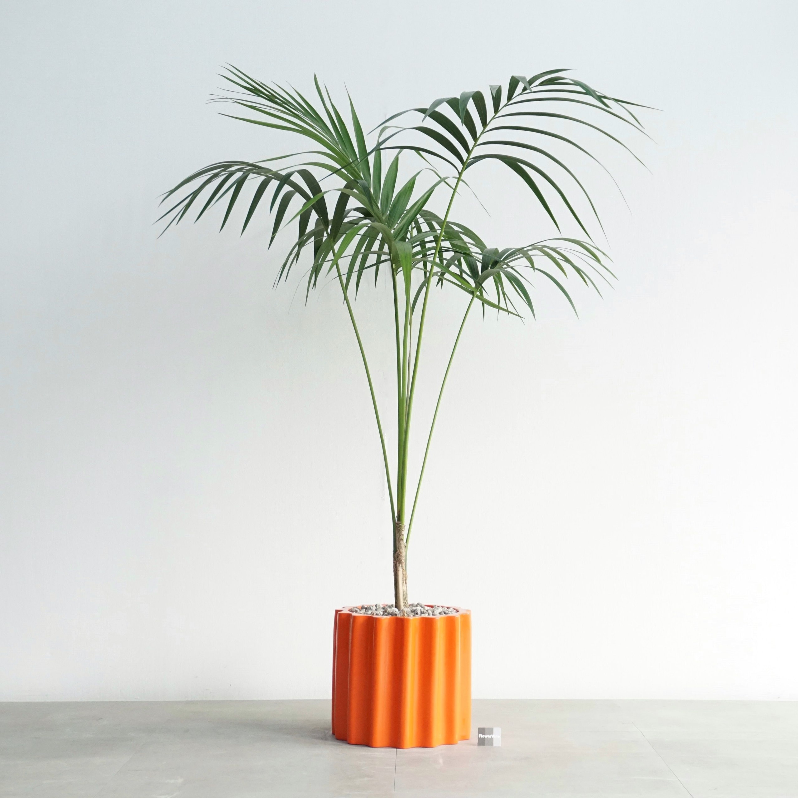 플라워바인 켄차야자 오렌지도리아 화분 인테리어 대형화분 겐차야자 공기정화식물
