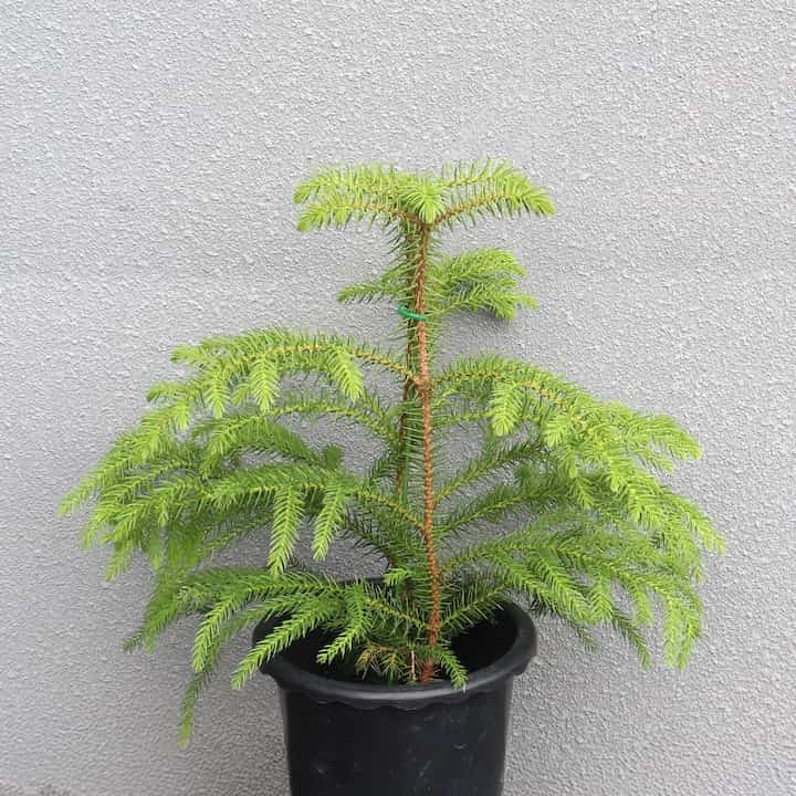 ノーフォークマツ