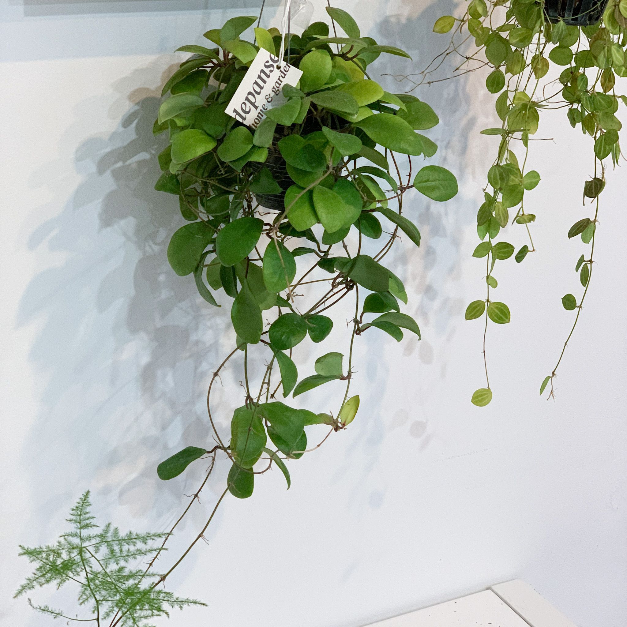 푸른베란다 호야 루카르 루칸 데시아나 꽃피는 공중 식물 행잉플랜트