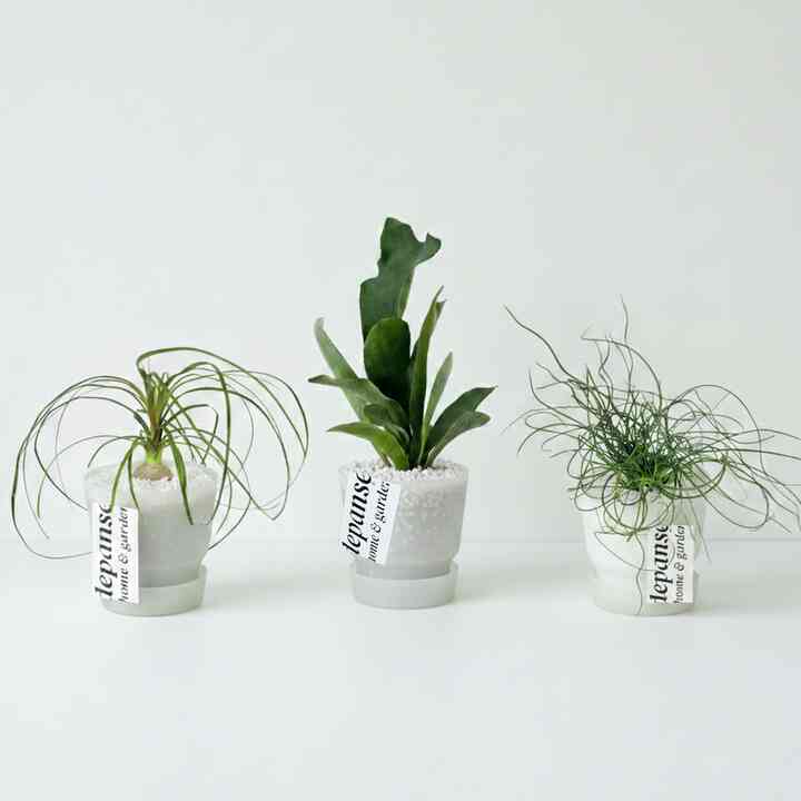 DAZZLING POT 空気清浄効果のある観葉植物 2個セット［11種］