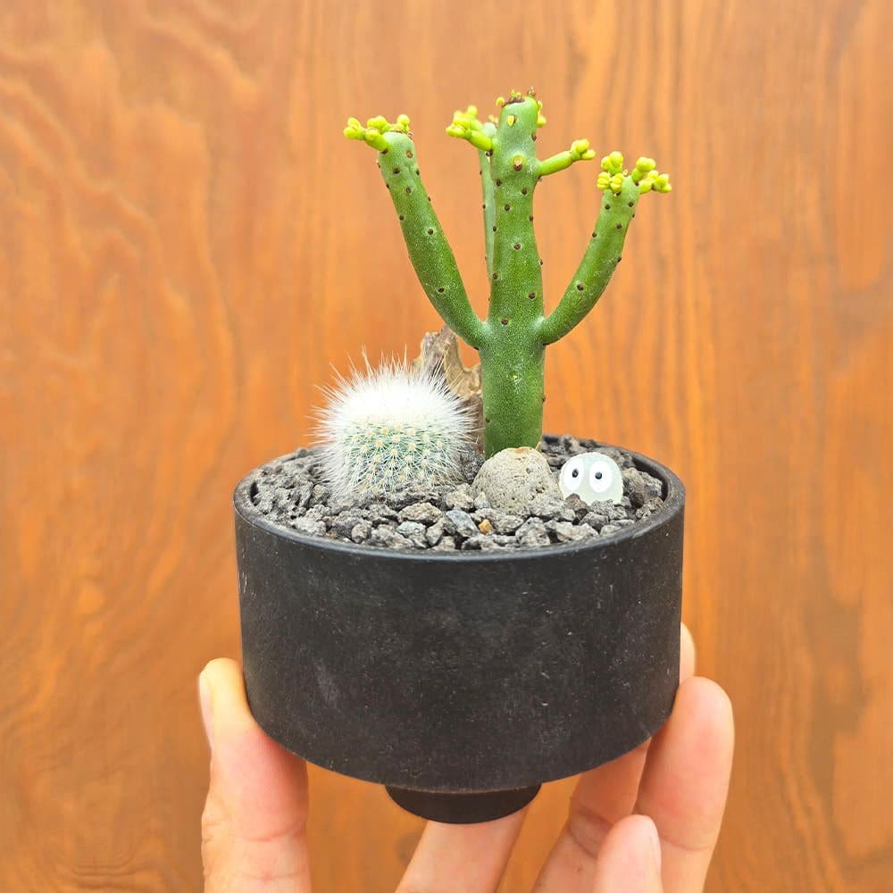 아임팟 연필선인장 백소정 합식 + 공중부양팟 식재세트