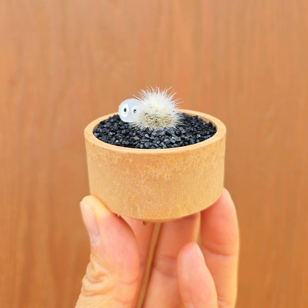 아임팟 백소정 + 아담팟2호 식재세트