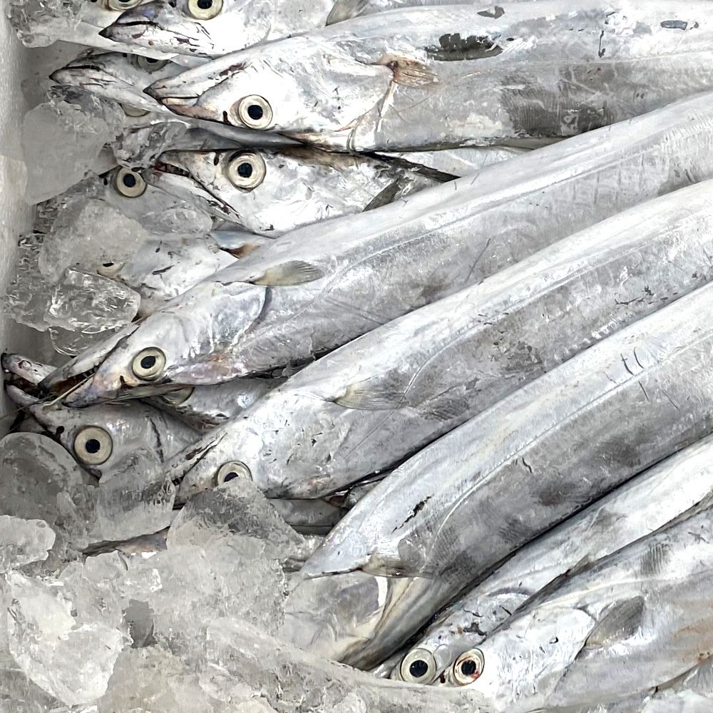 피쉬데이 제주 은갈치 선상 급냉갈치 갈치구이 갈치조림