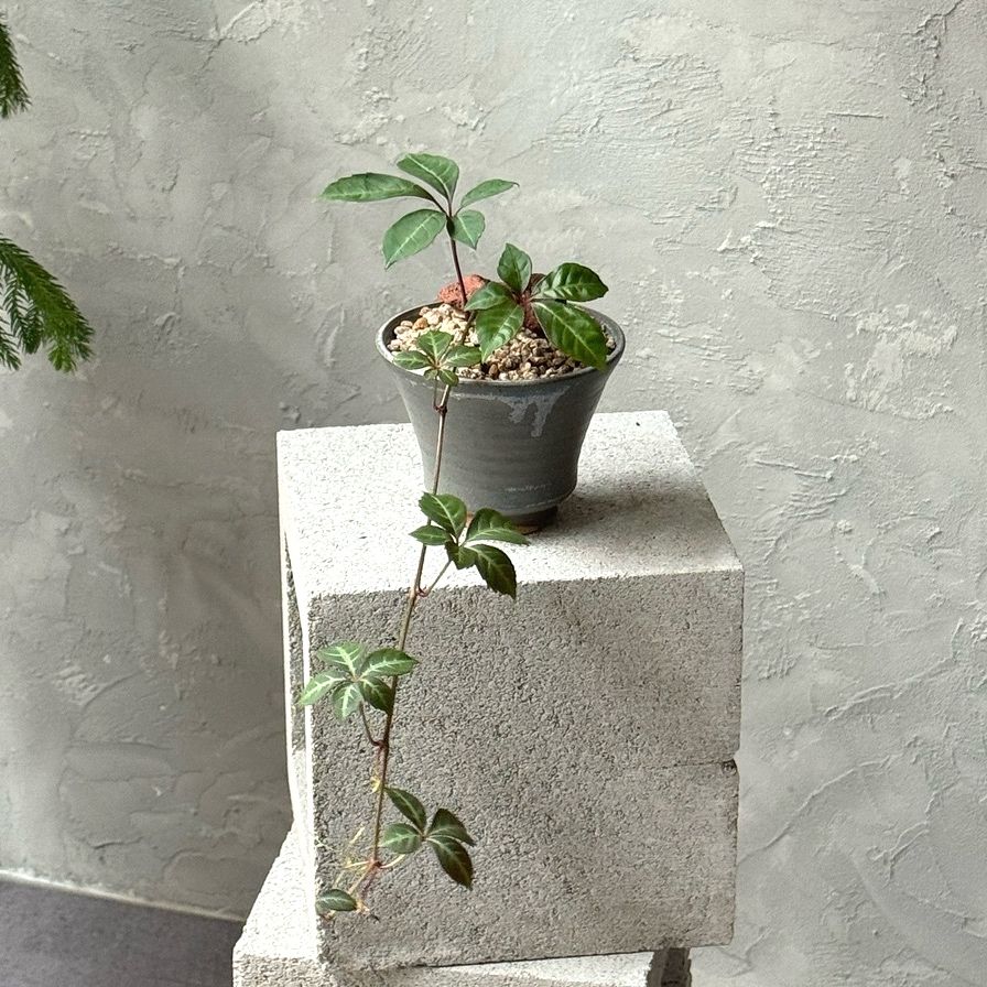 업플랜트 고려담쟁이 덩굴식물 늘어지는화분 감성식물