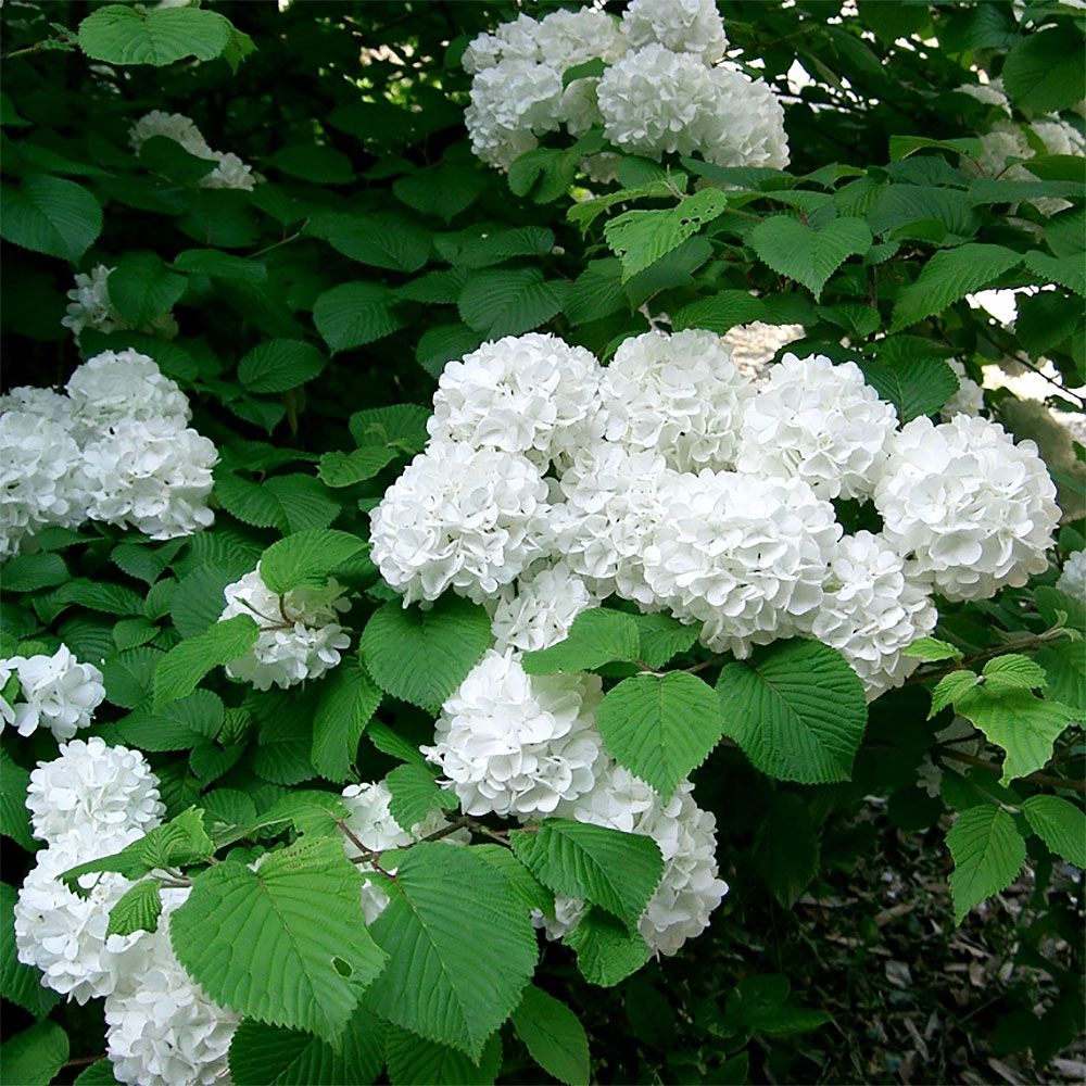 대영원예가든 설구화나무 키100cm 흰색 수구화 꽃나무 정원수