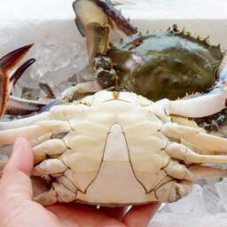 [산지직송][700세트한정] 국내산 제철 생물꽃게 2kg / 4kg 당일조업 당일출고