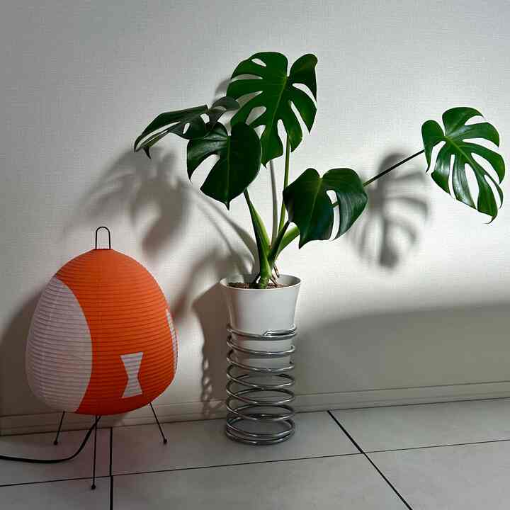 照明と植物の組み合わせが好き♡

#myroom #room #roomdesign #livingroom #roominspiration #cozyroom #roomplants
#カラフルインテリア #日々の暮らし #観葉植物のある暮らし