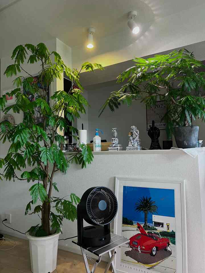 白い壁と天井を背景に、大きな緑の植物が中央と左右に配置されたリビングルーム